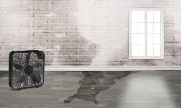 Best Water damage restoration insurance claims  in Crawfordville, FL